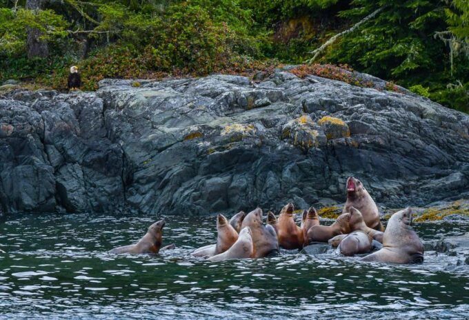 Telegraph Cove: 3-Hour Whale Watching Tour in a Zodiac Boat - Frequently Asked Questions