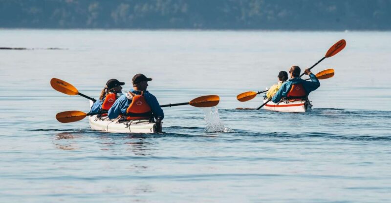 Telegraph Cove: Day Trip Kayaking Tour - Guided Support and Equipment
