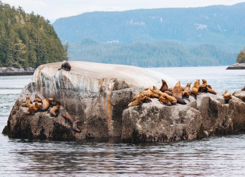 Telegraph Cove: Day Trip Kayaking Tour - Cancellation and Accessibility