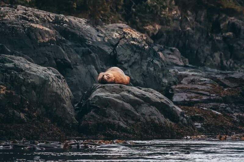 Telegraph Cove: Full-Day Trip Kayaking Tour - Logistics and Practical Details