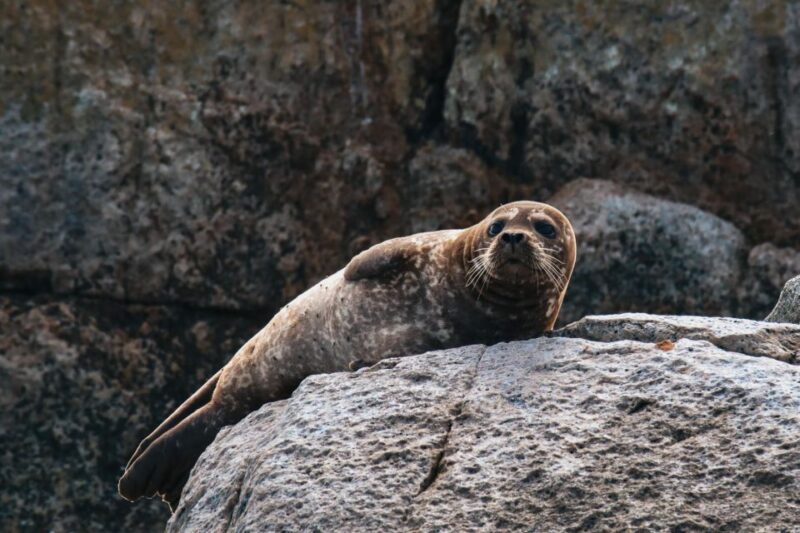 Telegraph Cove: Half-Day Kayaking Tour - Inclusions and Equipment
