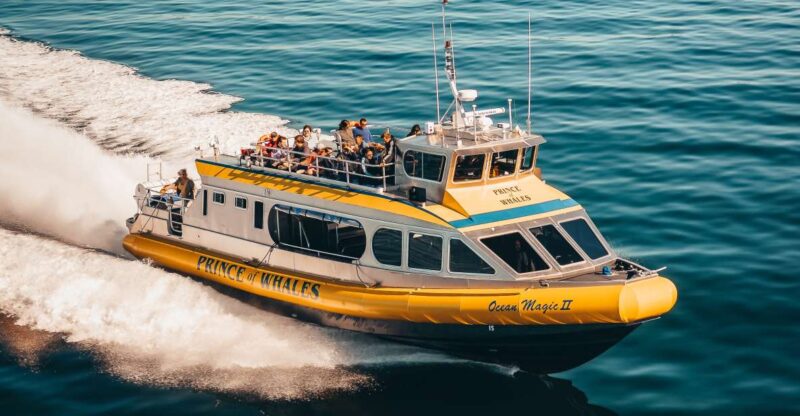Telegraph Cove: Half-Day Whale Watching Tour - Key Points
