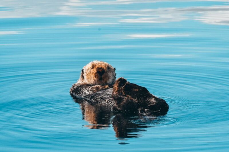 Telegraph Cove: Half-Day Whale Watching Tour - Vessel and Experience