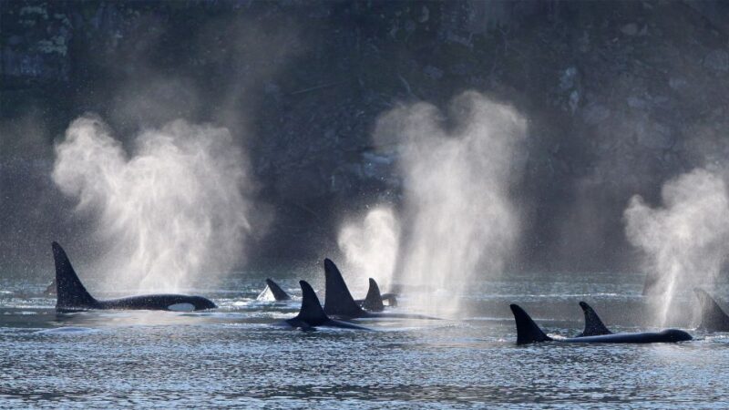 Telegraph Cove: Half-Day Whale Watching Tour - Wildlife Viewing Guarantee