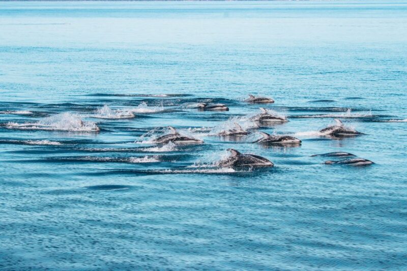 Telegraph Cove: Half-Day Whale Watching Tour - Cancellation Policy