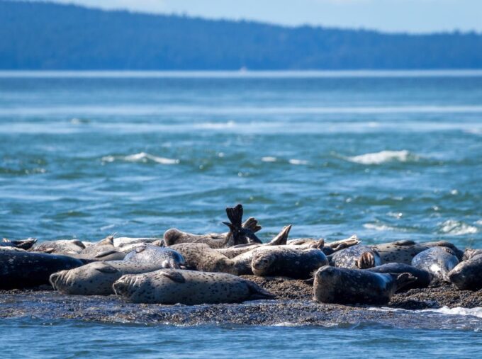 Telegraph Cove: Half-Day Whale Watching Tour - Meeting Point and Check-in
