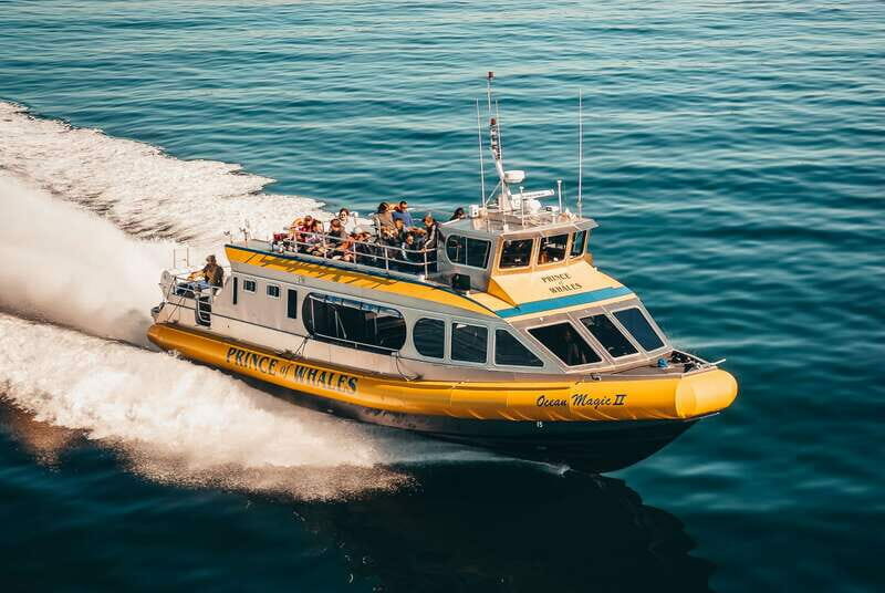 Telegraph Cove: Whale Watching Adventure with Free Photos - An In-Depth Look at the Whale Watching Experience