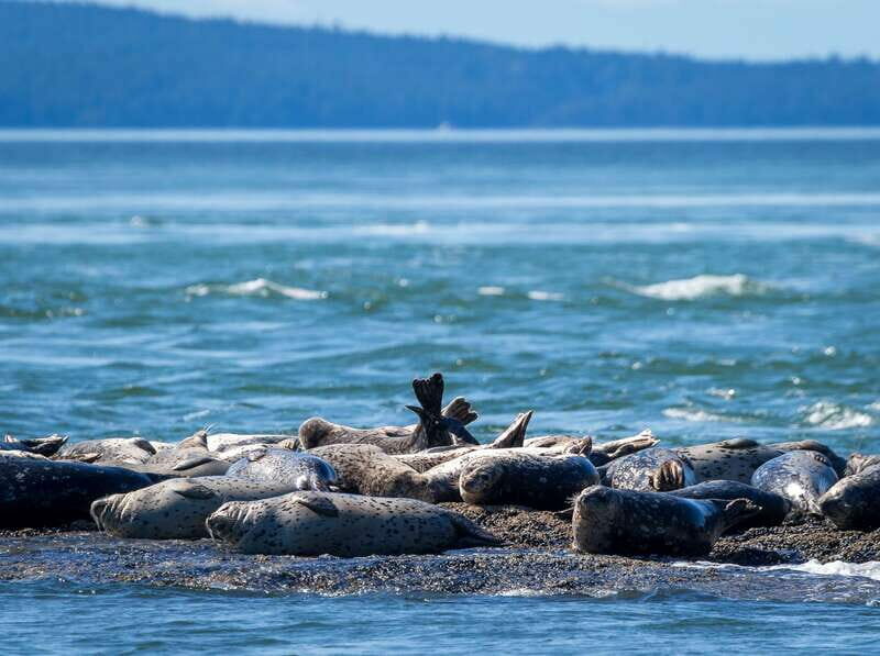 Telegraph Cove: Whale Watching Adventure with Free Photos - Practical Tips for Your Trip