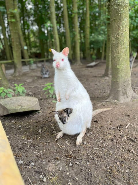 TELFORD: Hoo Zoo and Dinosaur World Entry Ticket - Attraction Overview
