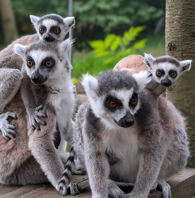 TELFORD: Hoo Zoo and Dinosaur World Entry Ticket - Animal Encounters