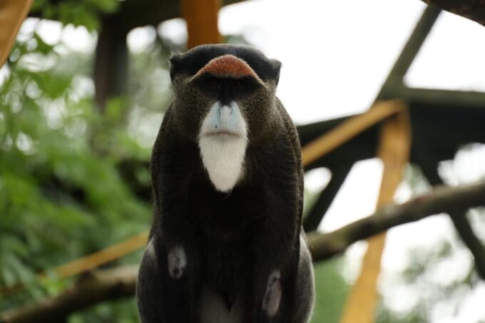 TELFORD: Hoo Zoo and Dinosaur World Entry Ticket - Family-Friendly Activities
