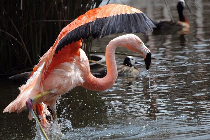 Temaiken Biopark Buenos Aires Tour - Attractions and Exhibits