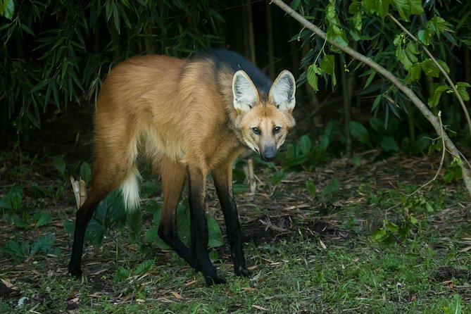 Temaiken Biopark Buenos Aires Tour - Tour Reviews and Ratings