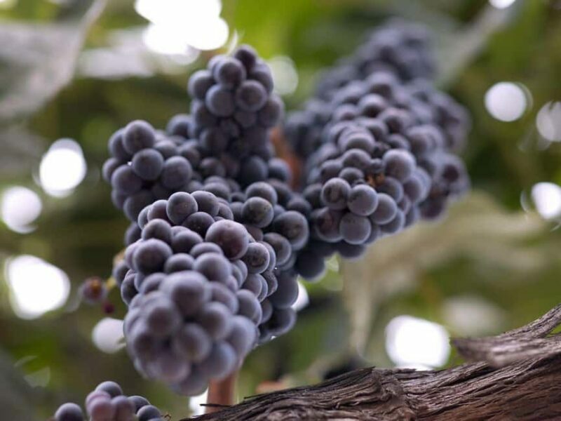 Temecula: 3-Winery Tour with Tastings and Lunch - Pricing and Value Analysis