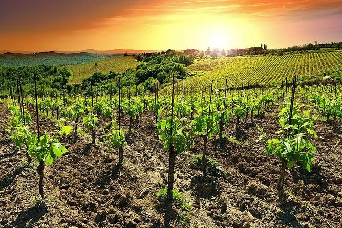 Temecula Wine Country Tour From San Diego - Inclusions of the Tour