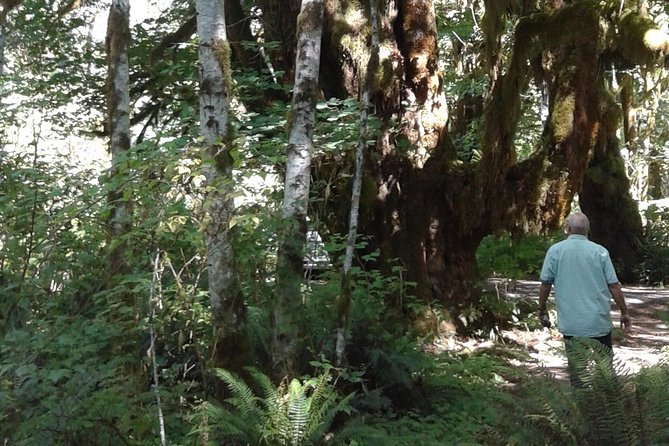 Temperate Rainforest Olympic Mountains - Discovering Diverse Flora and Fauna