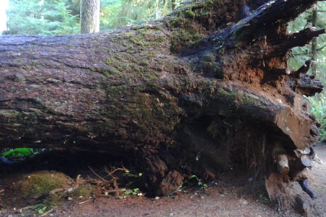 Temperate Rainforest Olympic Mountains - Stunning Coastal Vistas and Waterfalls