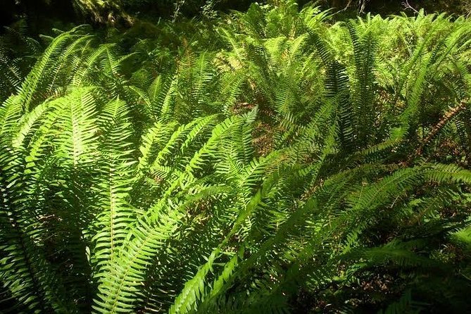 Temperate Rainforest Olympic Mountains - Cultural Connections With Indigenous Peoples