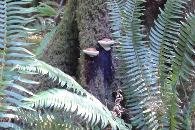 Temperate Rainforest Olympic Mountains - Navigating the Trails and Viewpoints