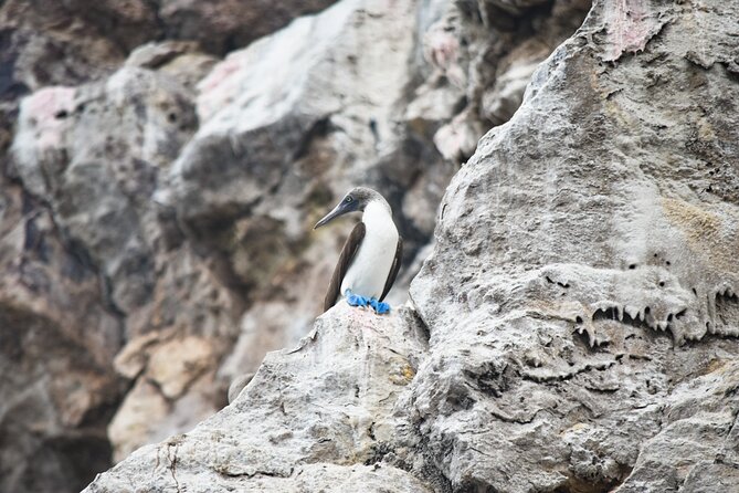 Ten Islands Expedition - Guided Experience and Wildlife Sightings