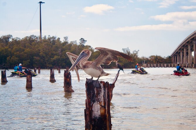 Ten Thousand Island Jet Ski Eco Tour - Marco Island - What to Expect on the Tour