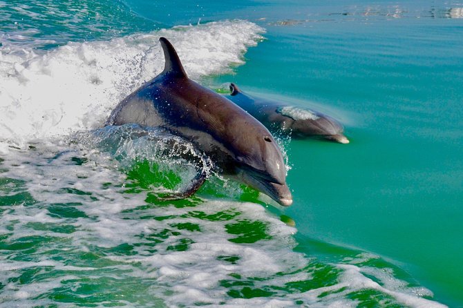 Ten Thousand Islands Boat Tour up to 12 People - Exclusive Barrier Island