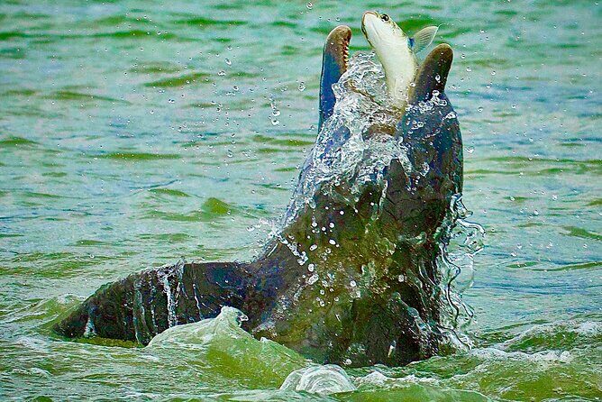 Ten Thousand Islands Eco/Dolphin Tour - An In-Depth Look at the Tour Experience