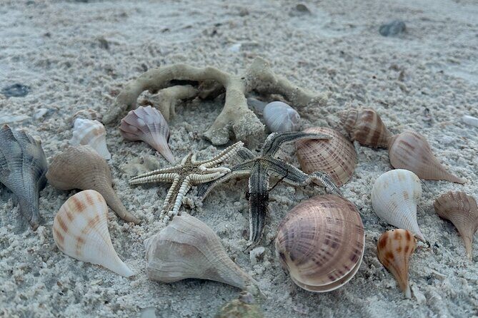 Ten Thousand Islands Sunset, Beach and Eco Tour - The Experience from a Traveler’s Perspective