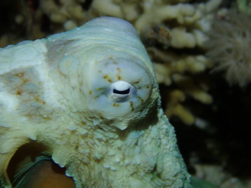 Tenerife: 2-Dive Private Scuba Discovery Course - Key Points