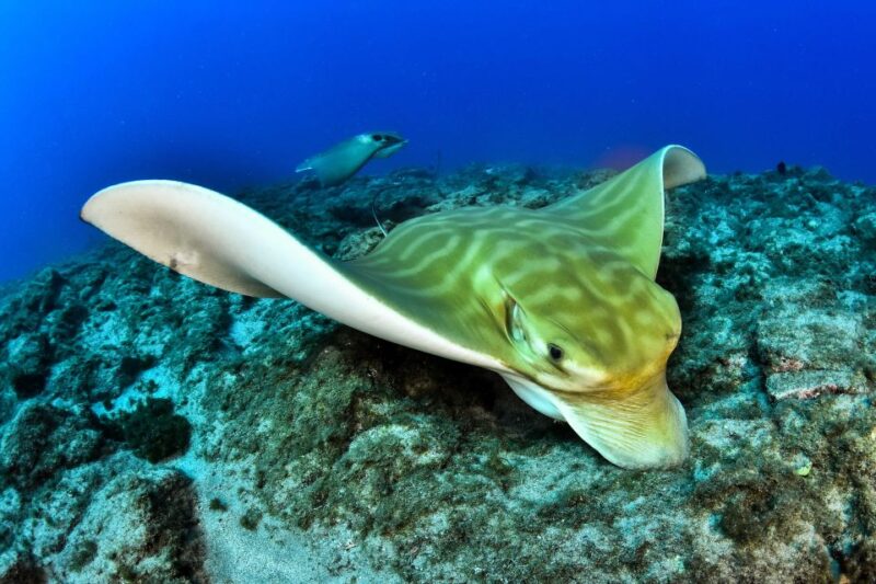 Tenerife: 2-Dive Private Scuba Discovery Course - Meeting Point Location