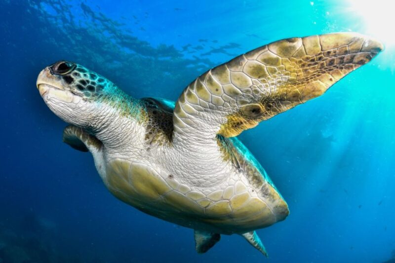 Tenerife: 2-Dive Private Scuba Discovery Course - Preparing for the Dives