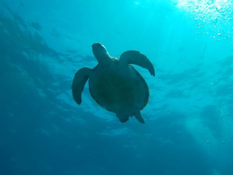 Tenerife: 2 Diving Sessions for Certified Divers - Included in the Package