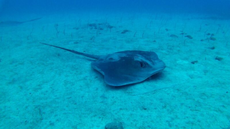 Tenerife: 2 Diving Sessions for Certified Divers - Cancellation and Booking Details
