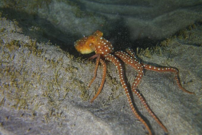 Tenerife: 2 Diving Sessions for Certified Divers - Duration and Schedule