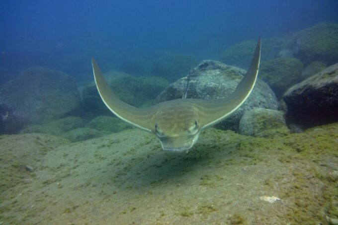 Tenerife: 2 Diving Sessions for Certified Divers - Frequently Asked Questions