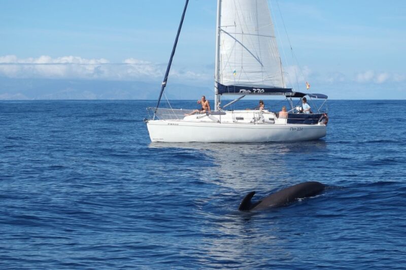 Tenerife: 3 &-6 Hour Private Whale & Dolphin Watching - Boat and Amenities