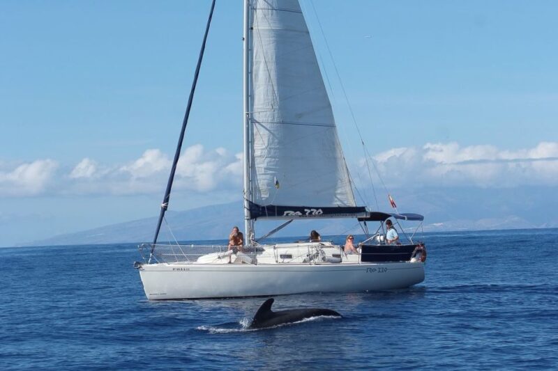 Tenerife: 3 &-6 Hour Private Whale & Dolphin Watching - Whale and Dolphin Watching