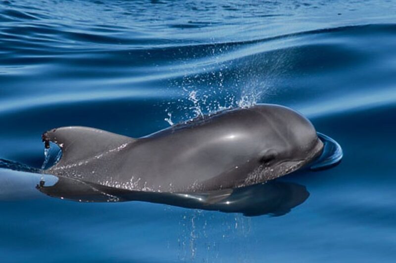 Tenerife: 3 &-6 Hour Private Whale & Dolphin Watching - Swimming and Snorkeling