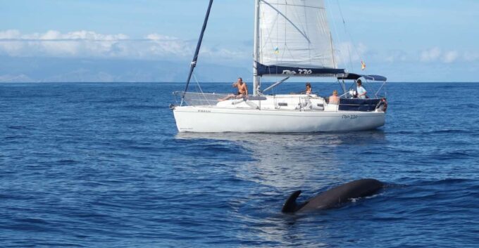 Tenerife: 3 &-6 Hour Private Whale & Dolphin Watching - Frequently Asked Questions