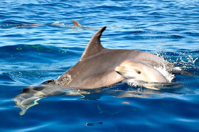 Tenerife 3-Hour Discover Whales and Dolphins - Hotel Pickup and Drop-off