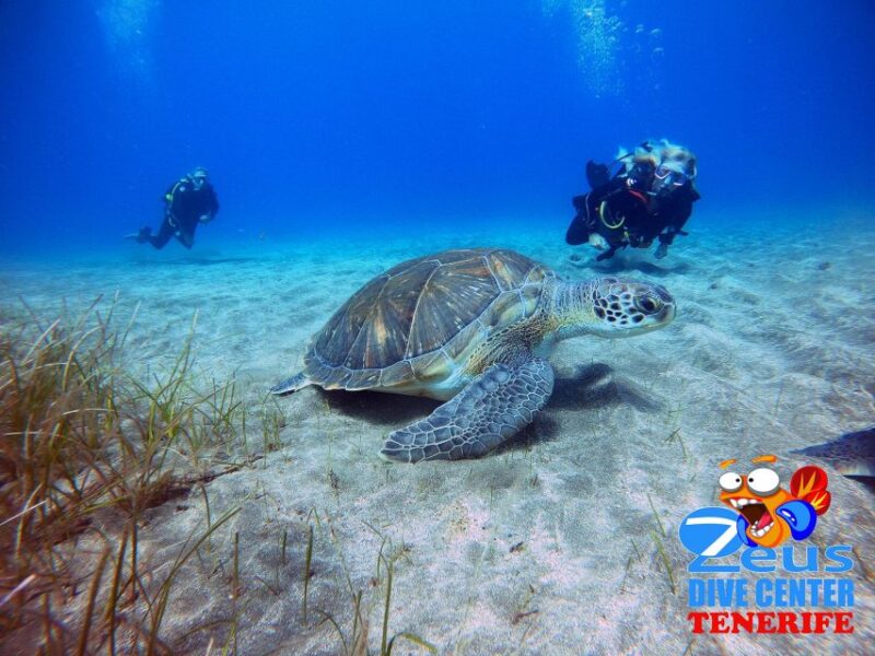 Tenerife: Abades Beach Beginner Diving Experience - Dive Gear and Inclusions