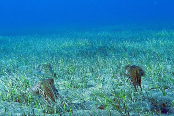 Tenerife: Abades Beach Beginner Diving Experience - Booking and Cancellation Policy