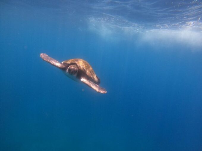 Tenerife: All Inclusive Kayak Safari With Snorkeling - Frequently Asked Questions