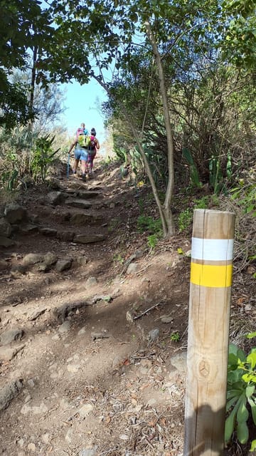 Tenerife: Anaga, Magical Forest - Enchanting Laurisilva Forest