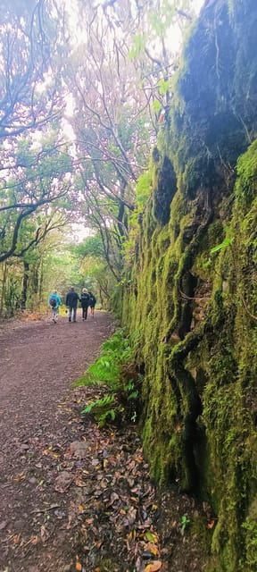 Tenerife: Anaga, Magical Forest - Guided Tour Experiences
