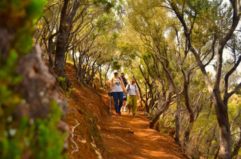 Tenerife: Anaga Mountains and Laurel Forest Hiking Tour - Hike Along the Water Channel