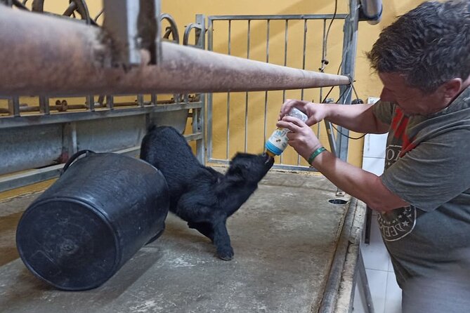 Tenerife Animal Farm Private Car Tour. Canarian Cheese and Wine - Tour Schedule and Accessibility