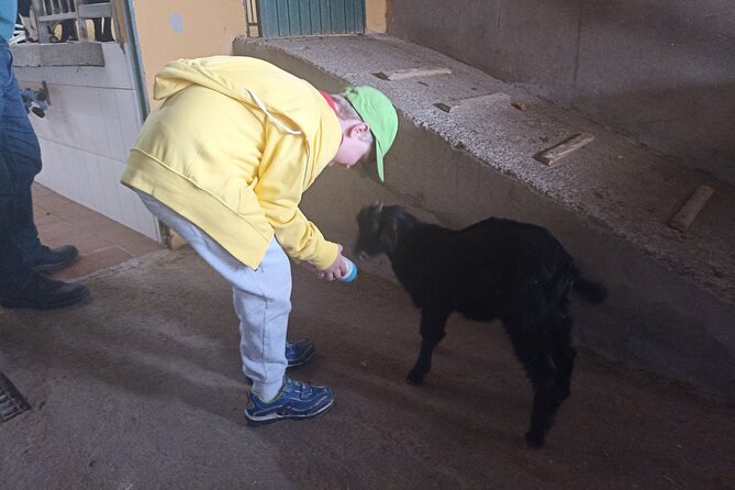 Tenerife Animal Farm Private Car Tour. Canarian Cheese and Wine - Traveler Reviews and Ratings