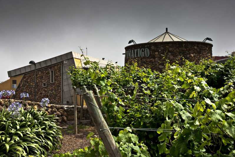 Tenerife: Bodega Viñatigo - Commented Tasting of 6 Wines - Tenerifes Unique Wine Culture