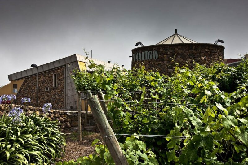 Tenerife: Bodega Viñatigo - Commented Tasting of 6 Wines - Guided Tasting Experience